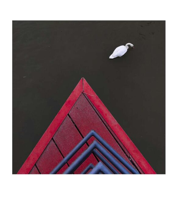 51-Swan-BW-1000